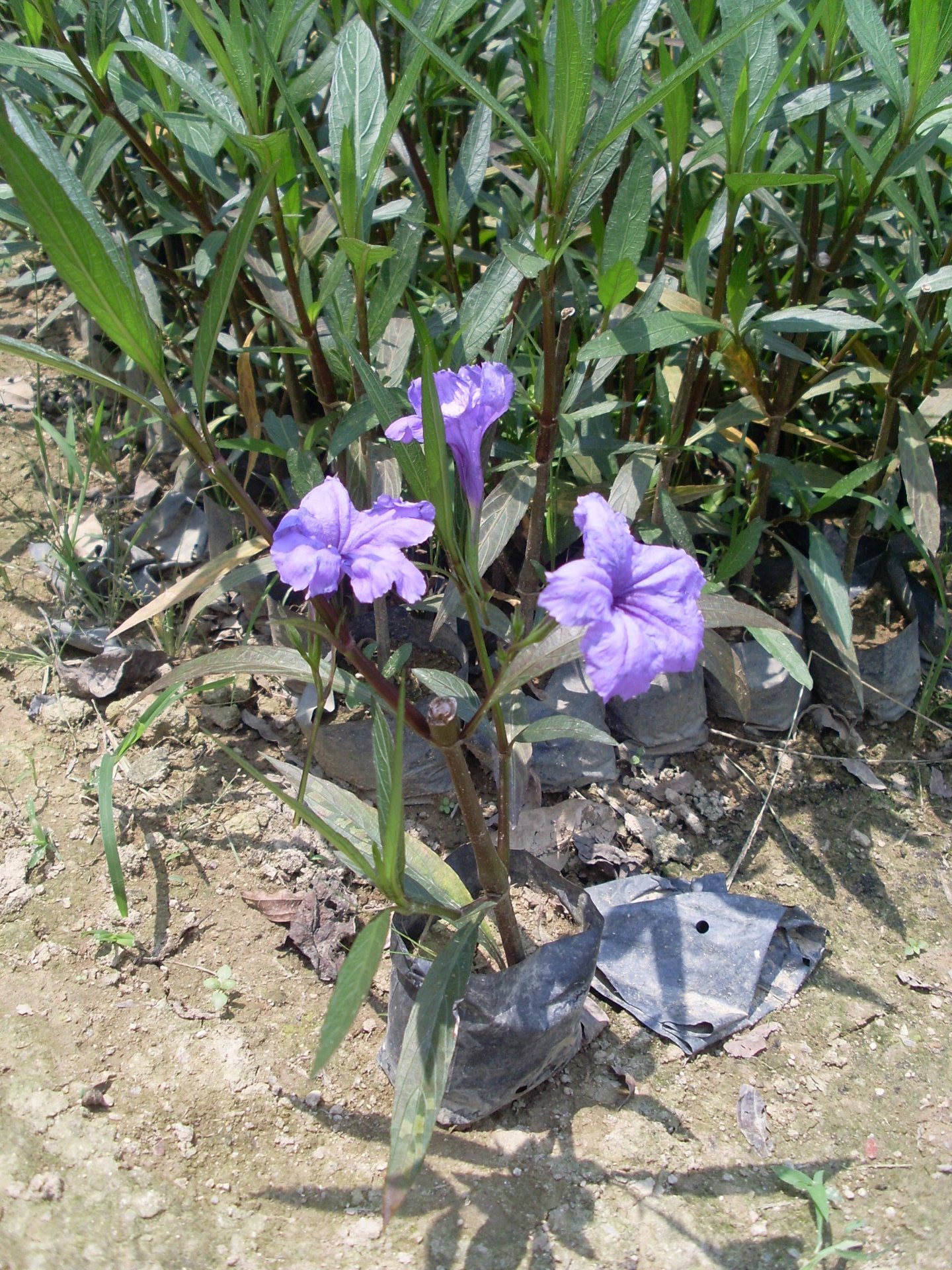 柴-炼厂求购原料,催柴,常柴--阿里巴巴采购平台