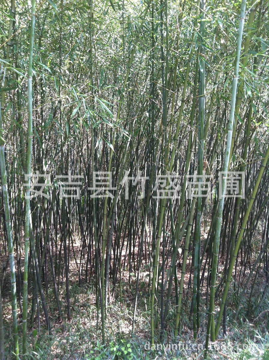 安吉竹盛苗圃供应淡竹另有龟甲竹佛肚竹近百种 可设计