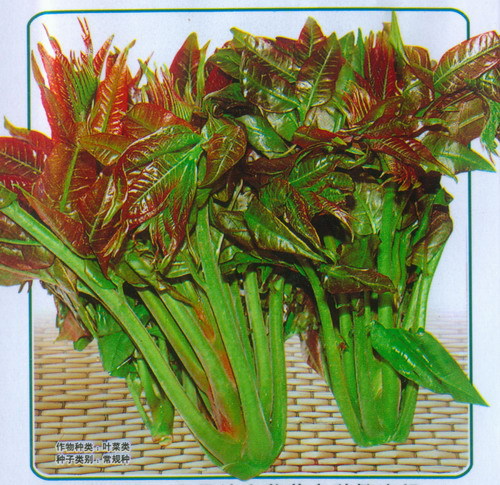 C754蔬菜种子彩袋 极品速生香椿种子（5克约50粒）