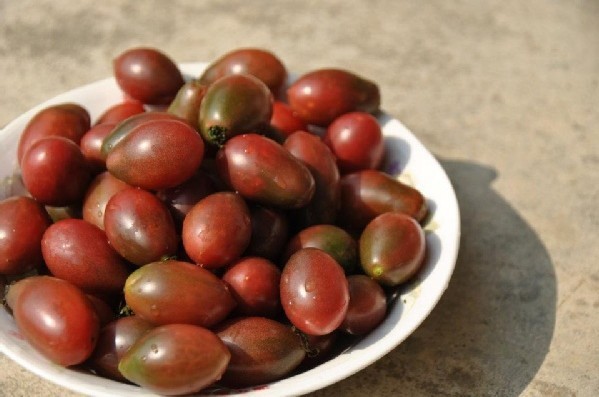 蔬果种子 紫<em>圣女番茄</em>种子 紫圣女果 小蕃茄 中熟