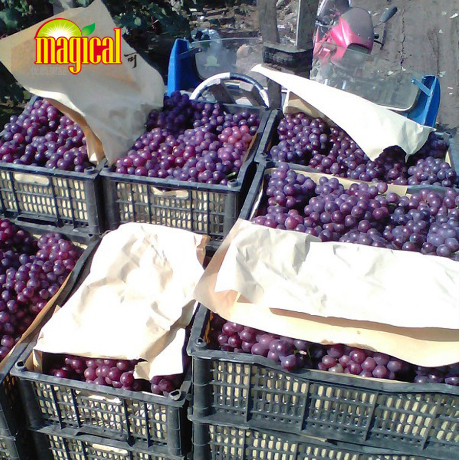 【【吉果】河北巨峰葡萄批发 优质葡萄 葡萄 新