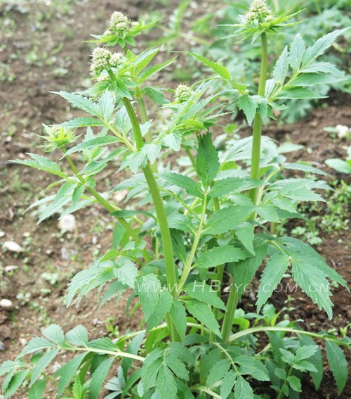 网络热销缬草提取物/败酱草提取物