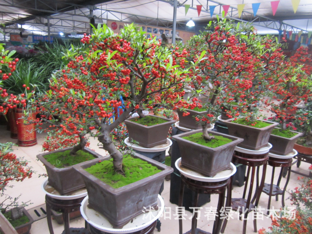大量出售 2013火棘盆景 火棘盆景价格 火棘盆景各种规格