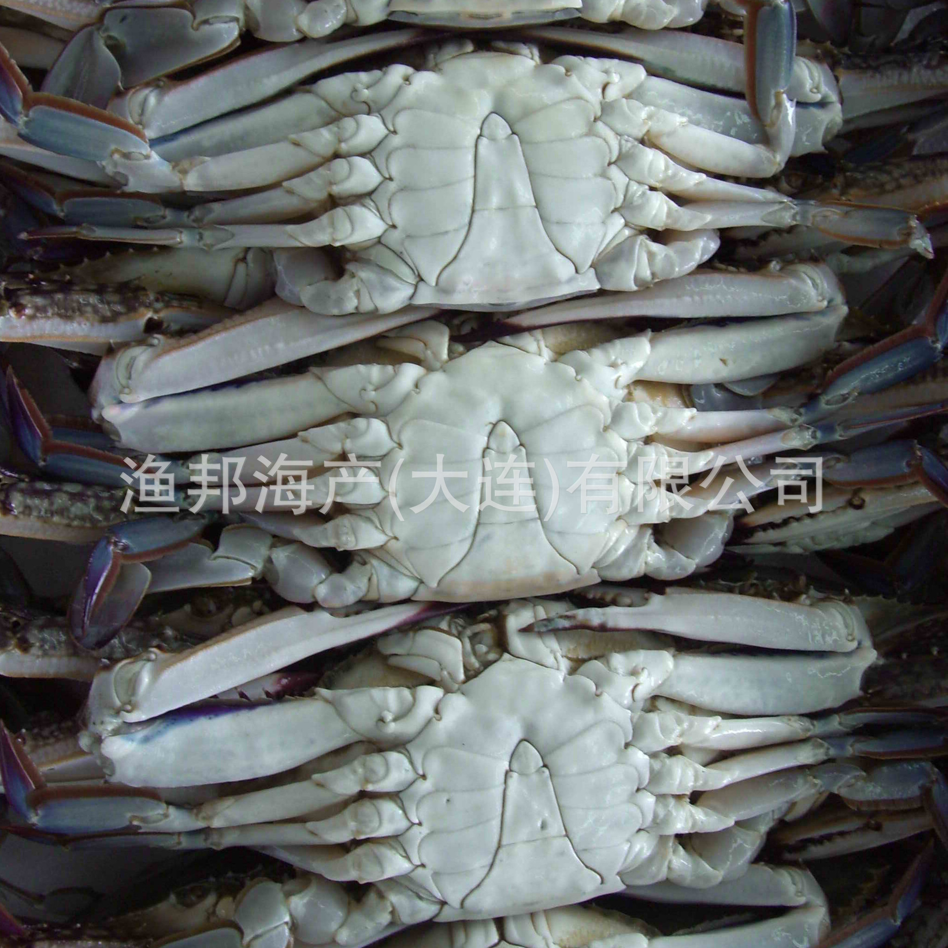 供应海鲜 速冻肥蟹 冷冻蟹类水产品 海鲜蟹类 梭