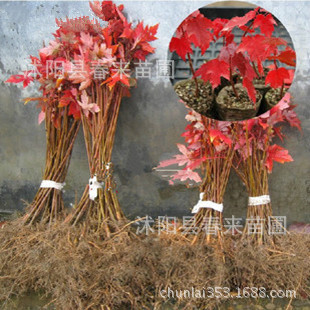 小苗-采购全年红红枫小苗--阿里巴巴采购平台求