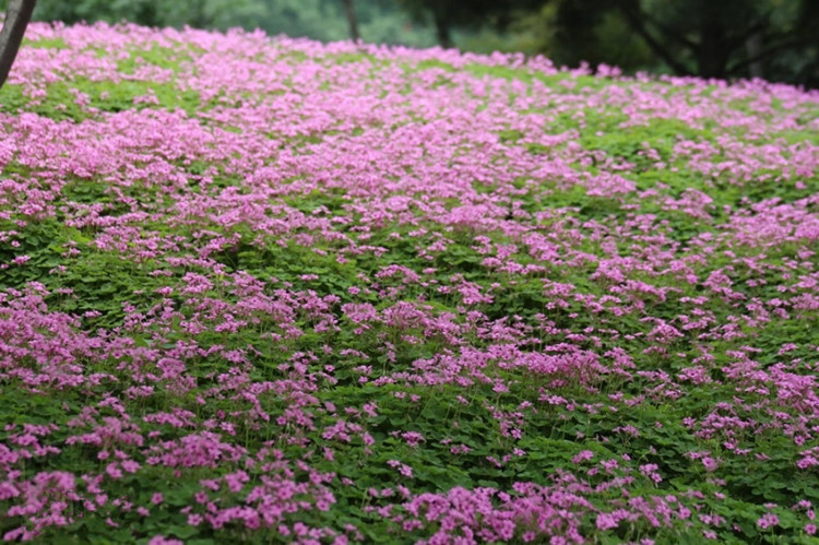 苗圃直销宿根地被植物 红花酢浆草又名三叶草 每丛3-5个头