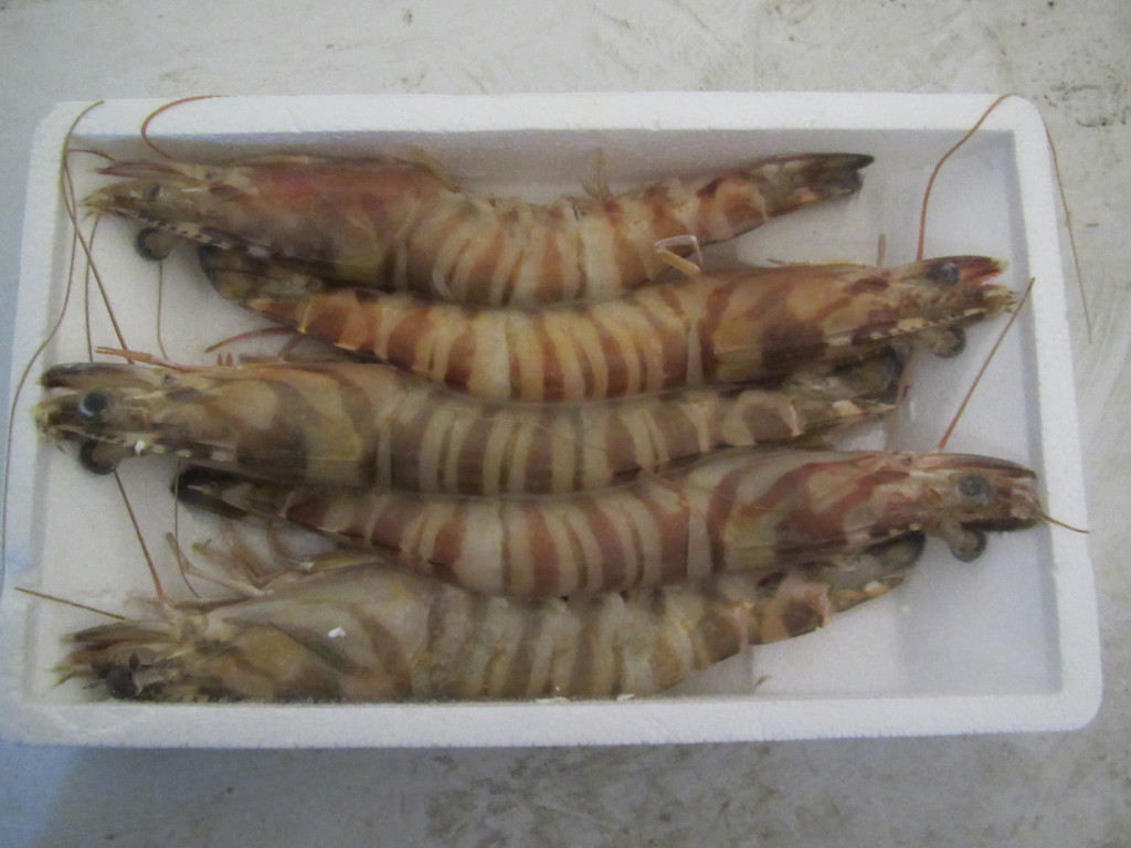 冰冻野生东海大对虾5头/盒(净重500g)长期超低价批发欢迎来电