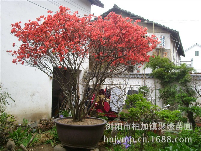 【供应绿化杜鹃花 四季杜鹃花 映山红杜鹃花 西