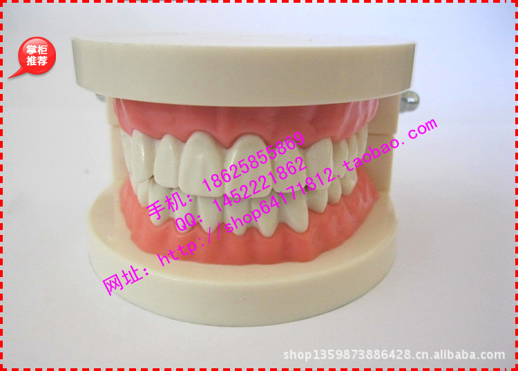 【牙科材料 义齿模型 全口牙 牙齿模型 标准模型