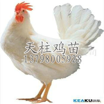 供应罗曼粉蛋鸡苗 优质罗曼粉蛋鸡苗