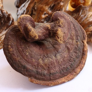 植物原药材-云南名贵中药材灵芝-植物原药材尽