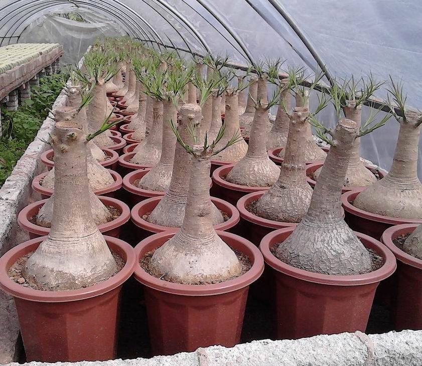 兰科植物-酒瓶兰批发-兰科植物尽在阿里巴巴-漳