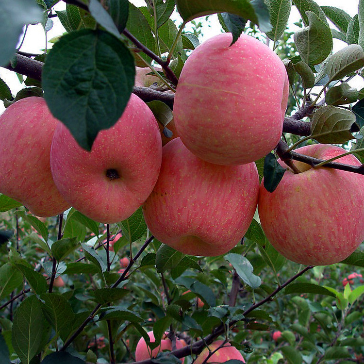 秦冠-陕西 山区小秦冠--阿里巴巴采购平台求购