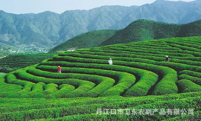 【竹溪龙峰茶 中国有机茶之乡 湖北十大名茶】
