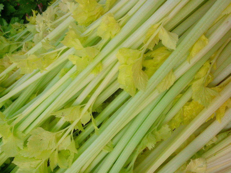 供应马家沟芹菜鲜嫩玻璃脆芹菜心精品推荐