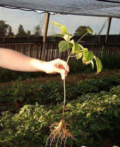 【自家种植西洋参 西洋参切片】