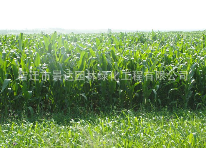 批发各种牧草种子\/冬牧70黑麦草 南方北方多年