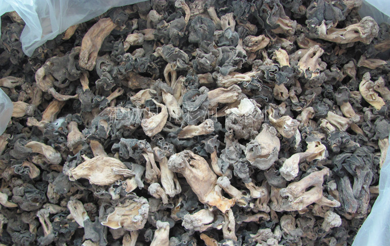 植物原药材-新疆伊犁产野生巴楚菇，又名皱柄羊肚菌，2013年新货，干品-植物原药