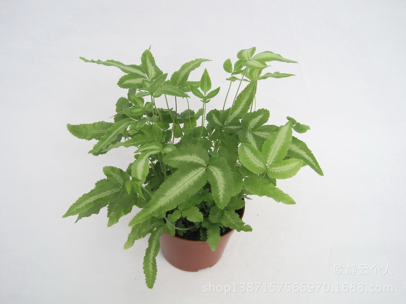 阿波银线�? height=