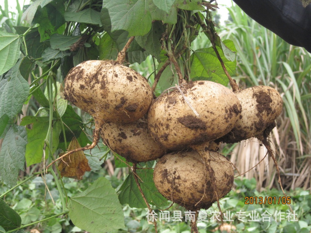 产地直销 海南;徐闻无公害蔬菜 凉薯 豆薯 沙葛