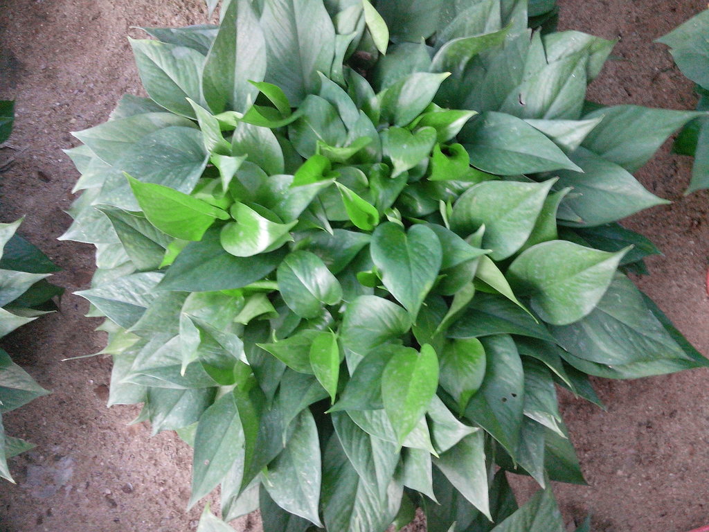 盆景- 绿萝植物 绿萝盆栽 大绿萝 绿萝批发 绿萝