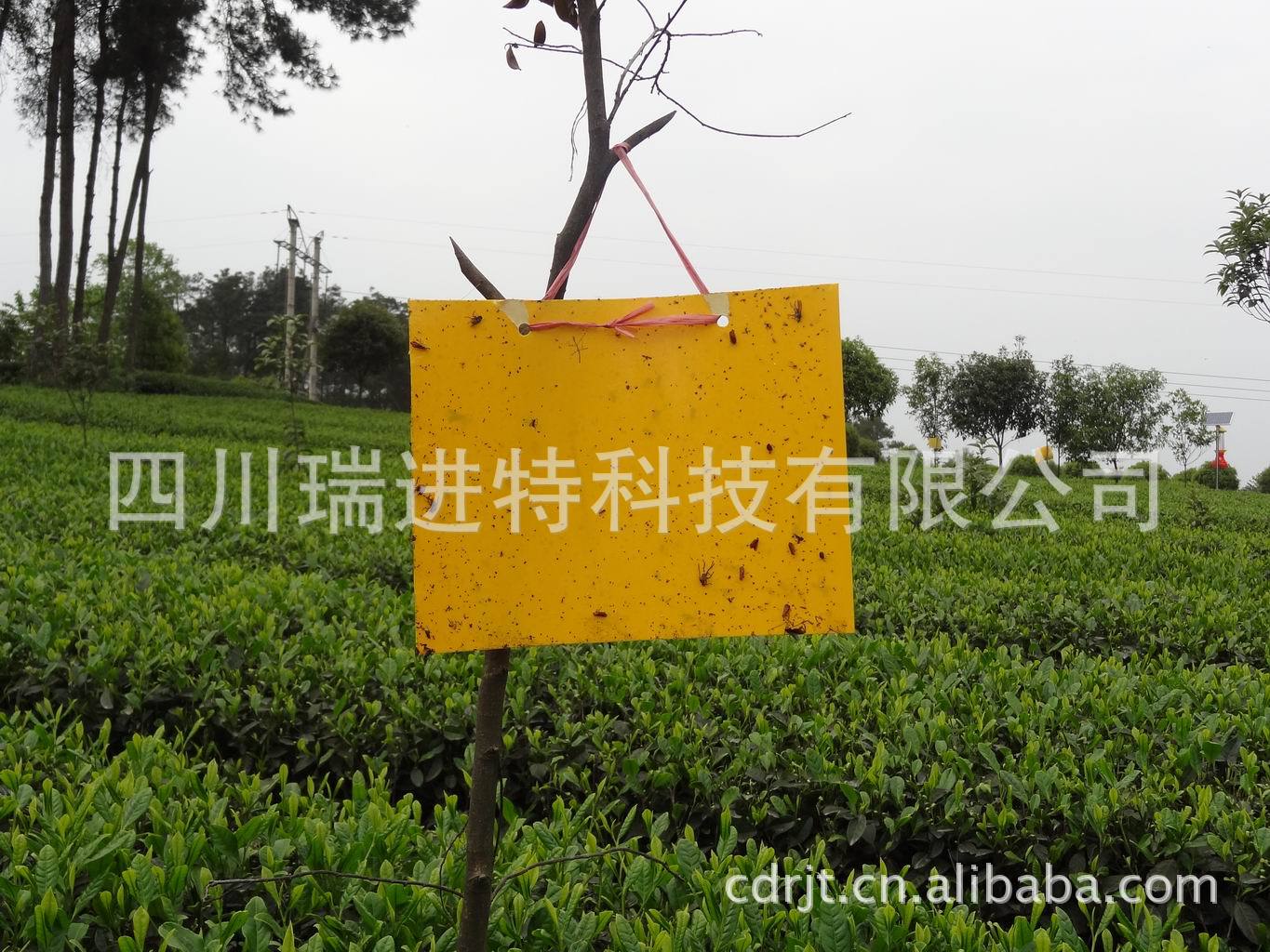 成都有机农业黄板,成都绿色农业诱虫板,成都黄板,诱虫板