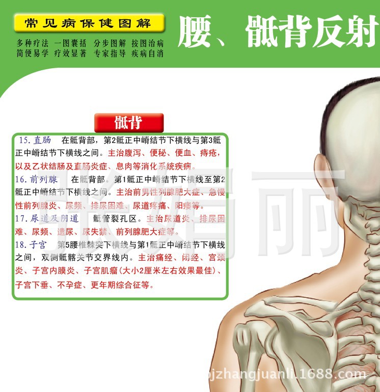 腰,骶背反射区,腰部反射区治病,骶椎反射区病症,背部反射区