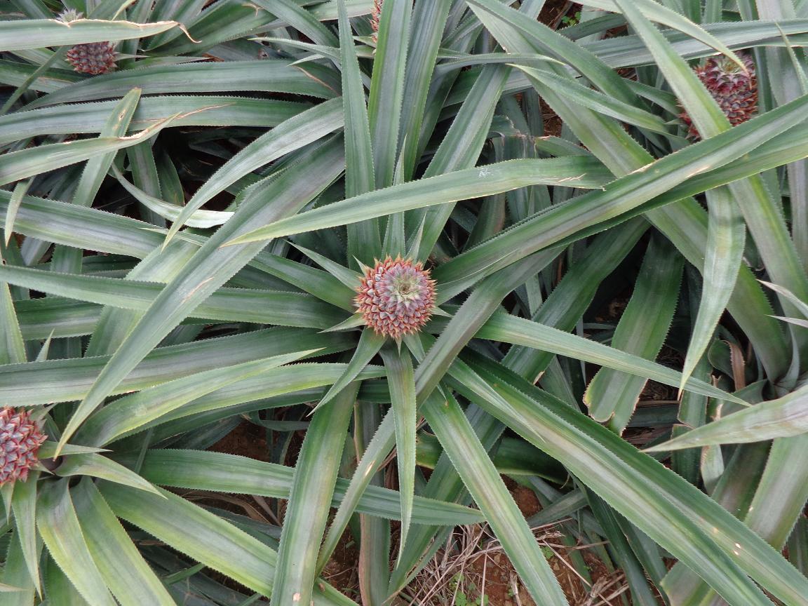 果树-菠萝苗(地菠萝)菠萝苗Pineapple Seedling