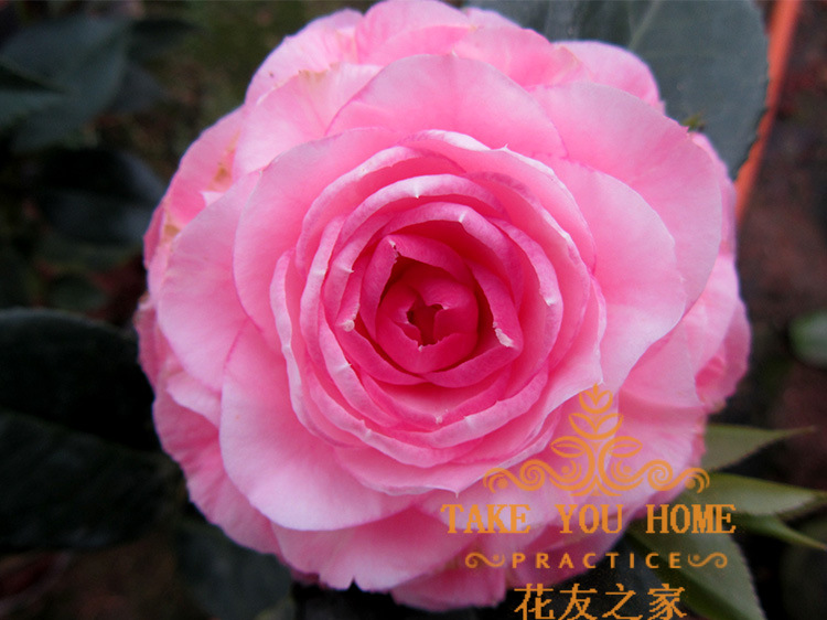 小苗-采购日本红枫小苗--阿里巴巴采购平台求购