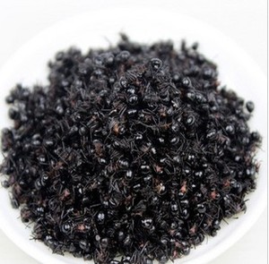 【拟黑多刺蚁】拟黑多刺蚁价格\/图片_拟黑多刺蚁批发\/采购_拟黑多刺蚁厂家\/供应商-阿里巴巴