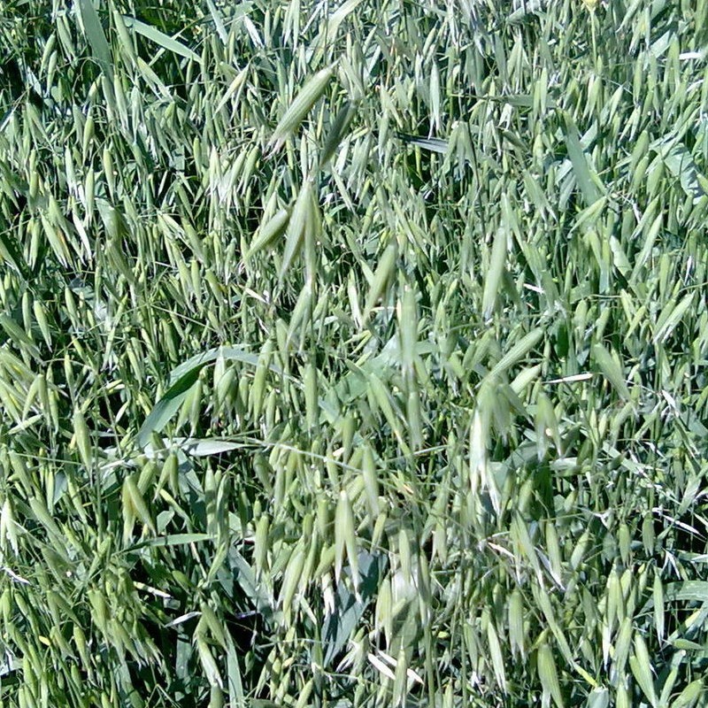 粮食作物种子-实体店大量批发大麦种子 营养丰