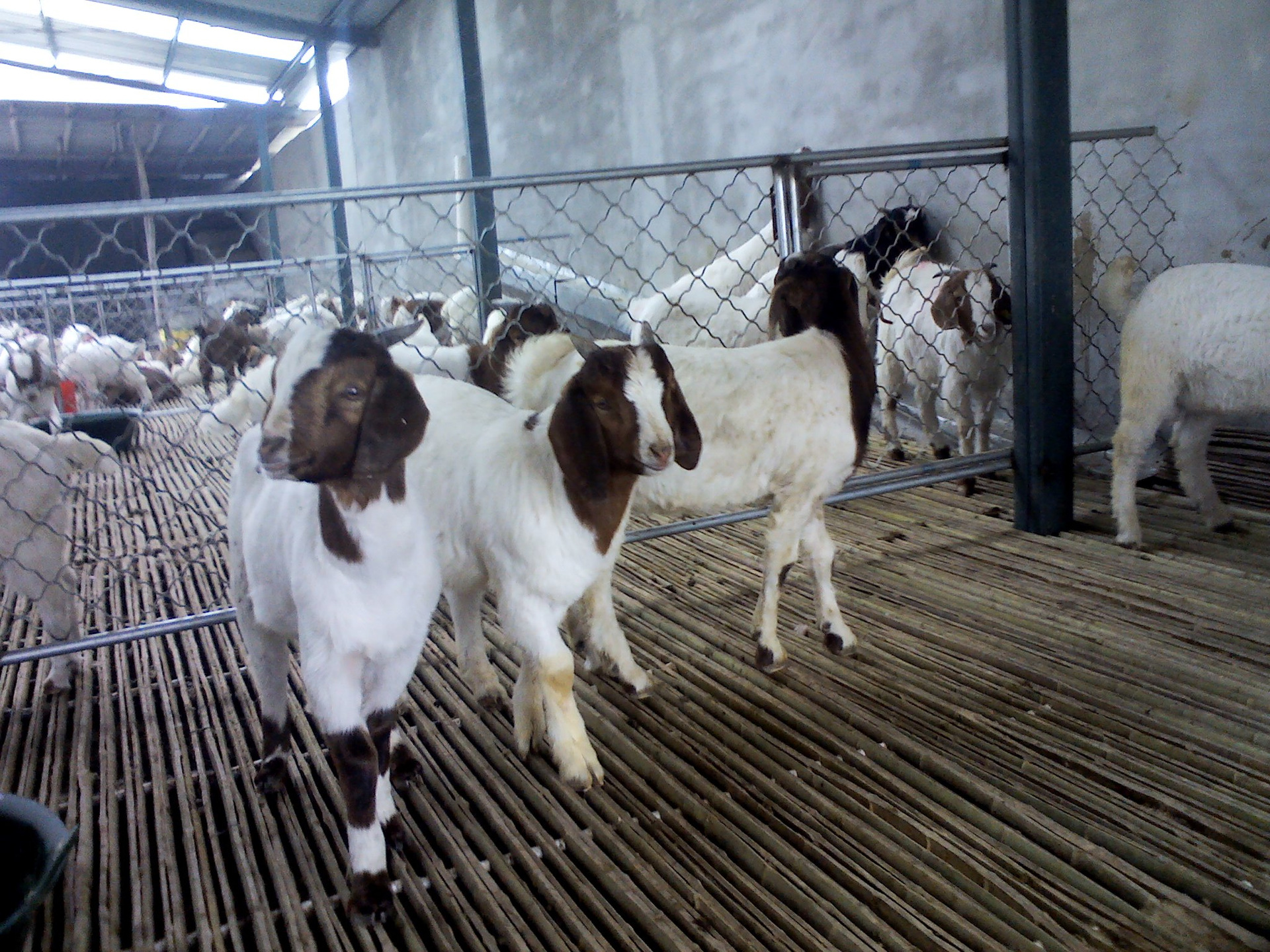 【供应四川波尔山羊 种羊 查看波尔山羊价格 进