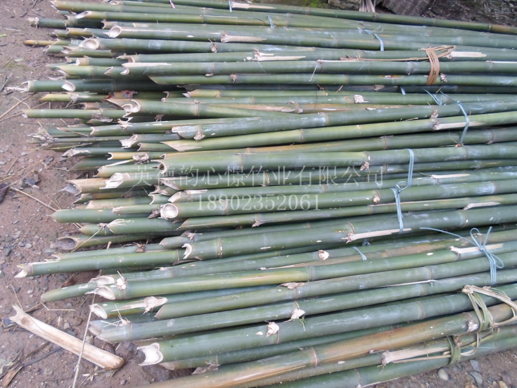 排栅竹建筑脚手架竹子5-7米广东竹子产地大量直销