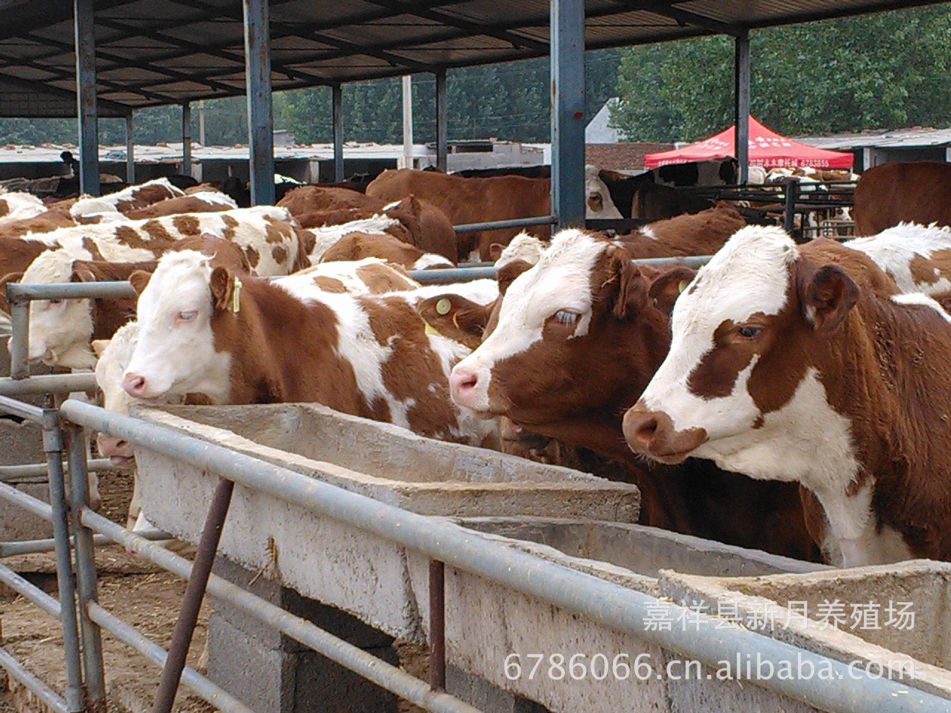 甘肃西门塔尔牛养殖场|黄白花西门塔尔牛最新