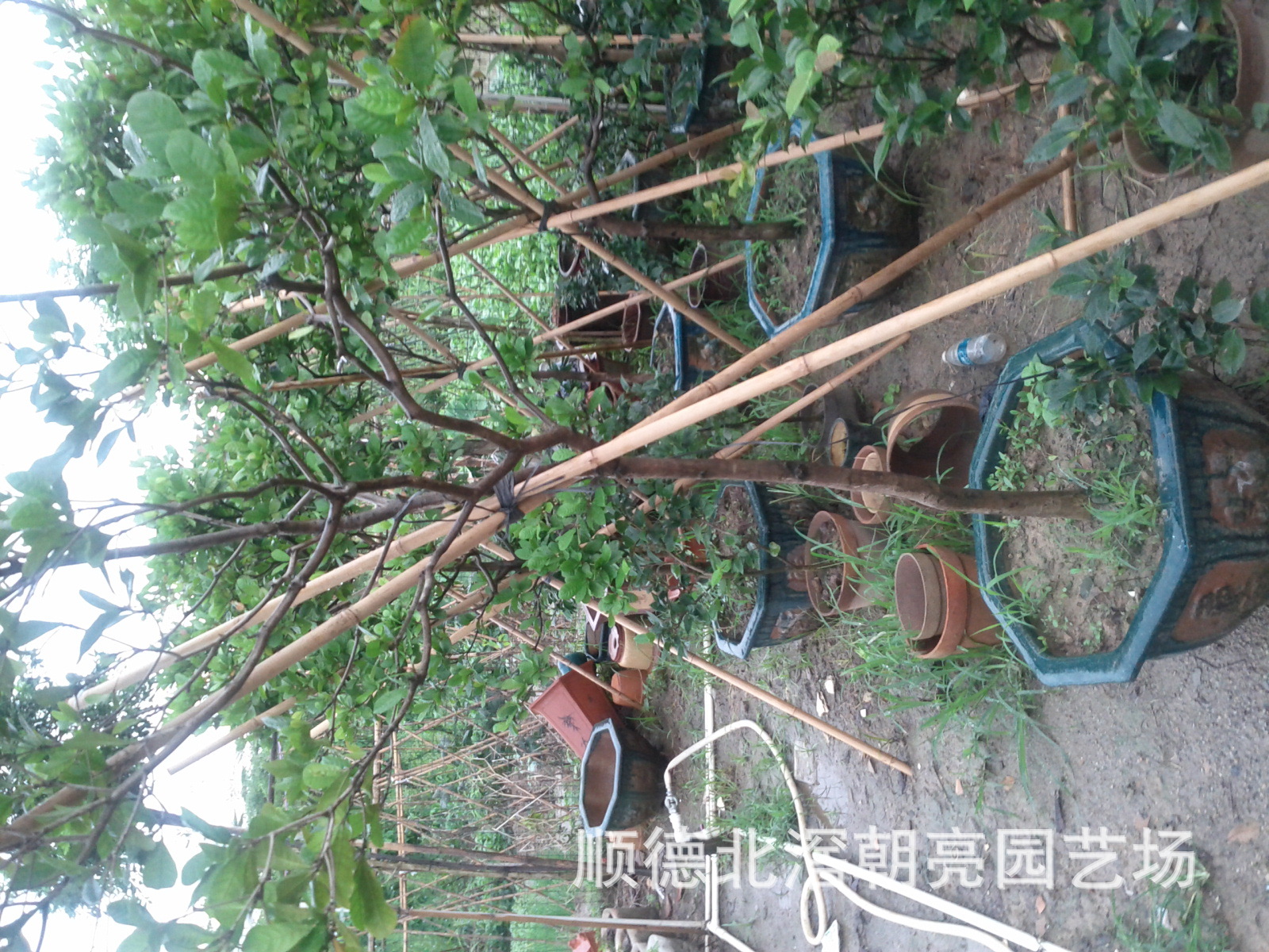 果树-神秘果苗欢迎订购-果树尽在阿里巴巴-顺德北滘朝亮园艺场