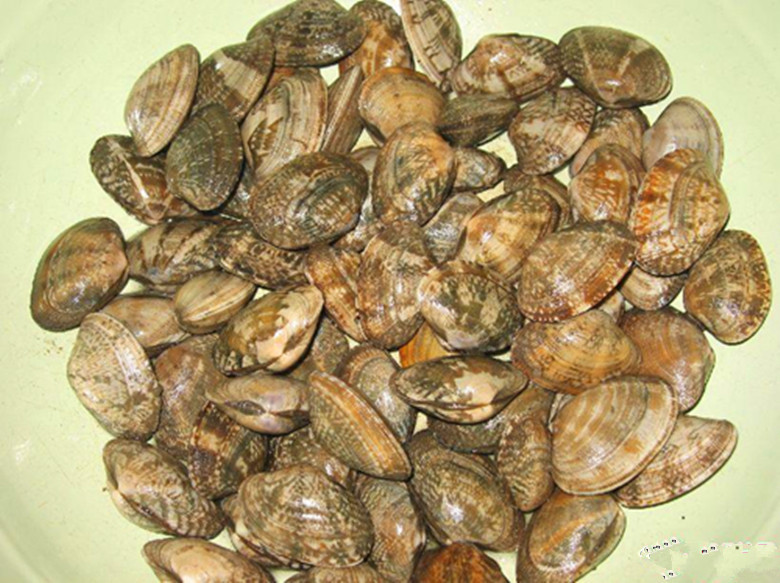 贝类-火爆供应花蛤蜊、青岛大蛤蜊、酒店海鲜供应-贝类尽在阿里巴巴-潘爱玲