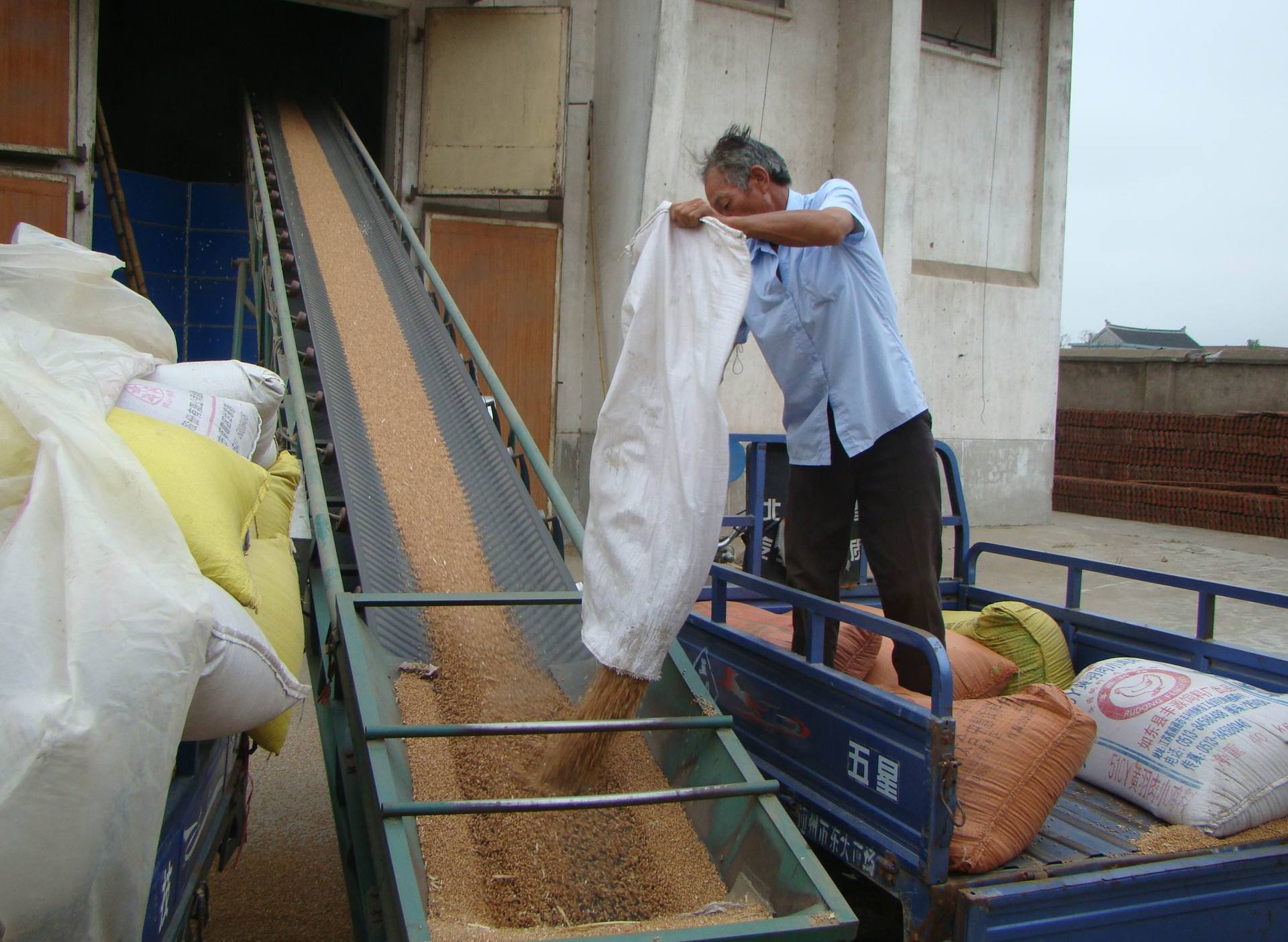 大量供应玉米转基因非转基因有机玉米全网全国