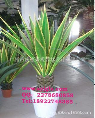 大龙舌兰18叶1.35m高1m宽