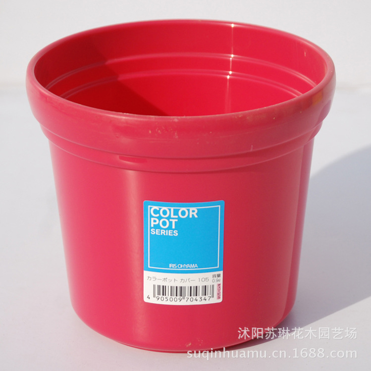 球根花卉-批发香紫罗兰 香草种子 家庭园艺花种