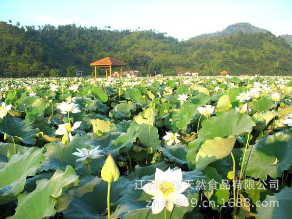 江西石城优良自然环境盛产的通心白莲历史悠久,曾为历代宫廷