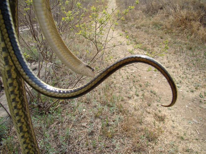 网上推广链接:科学生态养蛇技术,内容真实吗