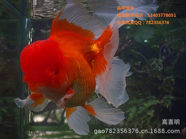 其他特种养殖动物-广州金鱼 广州金鱼批发 广州金鱼养殖销售价格-其他特种养殖动物