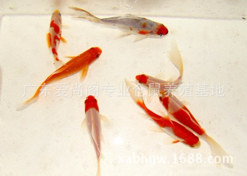 特种水产-观赏鱼 冷水鱼 精品锦鲫鱼 金鲫鱼 4厘