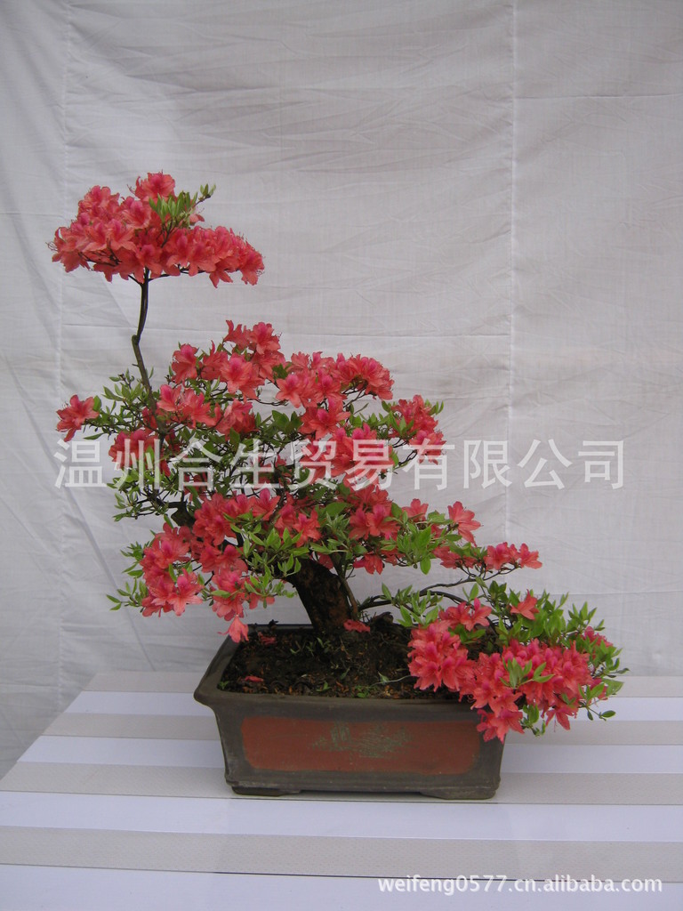 03年映山红盆景作品