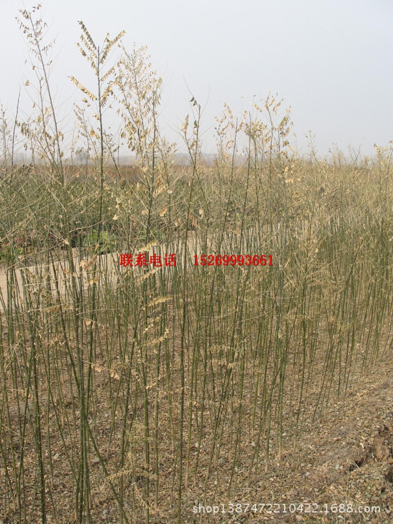 小苗-采购全年红红枫小苗--阿里巴巴采购平台求