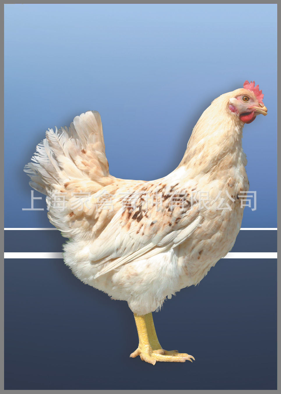 厂家直销 鸡苗 商品代 海兰银褐 蛋鸡鸡苗鸡苗批发 成活率高 欢迎