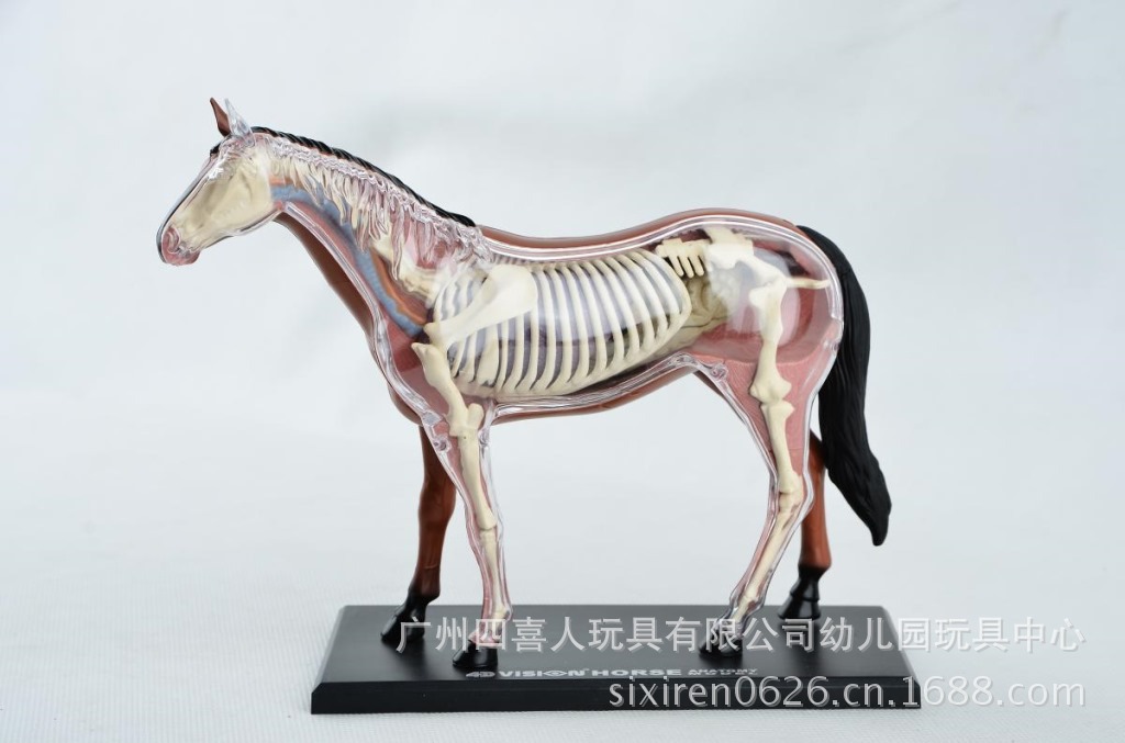 4d master 马标本解剖模型带器官骨骼 中小学生生物讲学ha26101