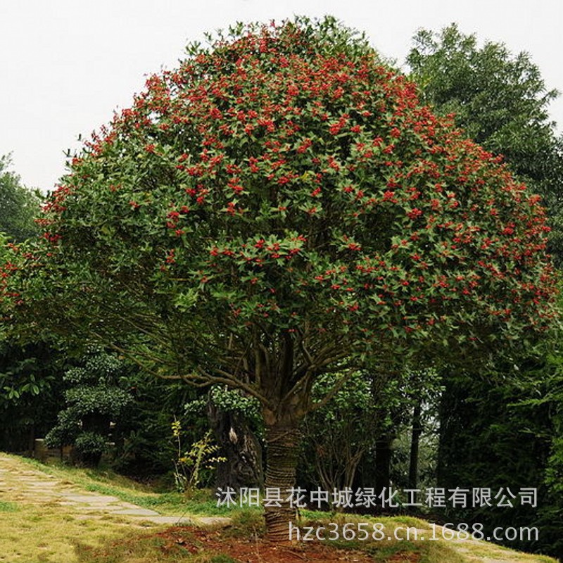 绿丰耀种业 批发林木景观树种子 枸骨 无刺枸骨 红果冬青种子