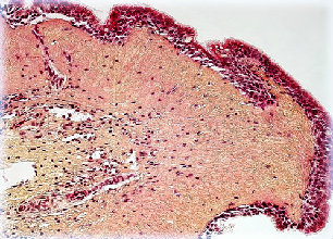 frogciliatedepitheliumlarge