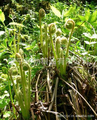 野生原生态干蕨菜 原味嫩蕨菜 劲道好吃蕨菜 优质干蕨菜 野生菜